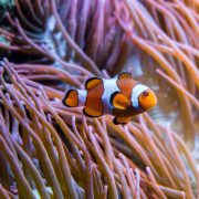 An orange and white anemonefish hovers among the long pink tentacles of a sea anemone.
