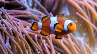 An orange and white anemonefish hovers among the long pink tentacles of a sea anemone.
