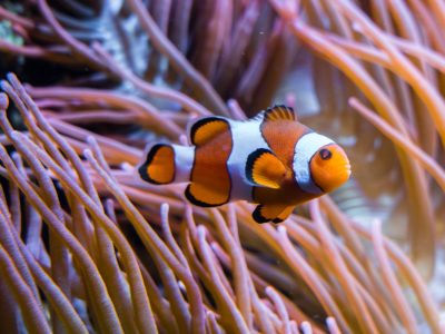 An orange and white anemonefish hovers among the long pink tentacles of a sea anemone.