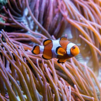 An orange and white anemonefish hovers among the long pink tentacles of a sea anemone.