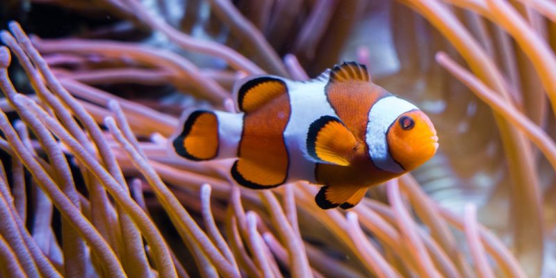An orange and white anemonefish hovers among the long pink tentacles of a sea anemone.