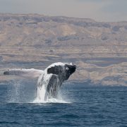 A humpback whale breaches clear of calm blue water, its pale underside and long white pectoral flipper thrown out sideways and water streaming off its dark back, with the layered tan cliffs of the Omani coast rising behind it.