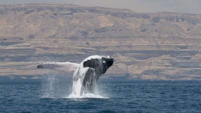 A humpback whale breaches clear of calm blue water, its pale underside and long white pectoral flipper thrown out sideways and water streaming off its dark back, with the layered tan cliffs of the Omani coast rising behind it.