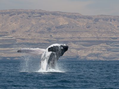 A humpback whale breaches clear of calm blue water, its pale underside and long white pectoral flipper thrown out sideways and water streaming off its dark back, with the layered tan cliffs of the Omani coast rising behind it.