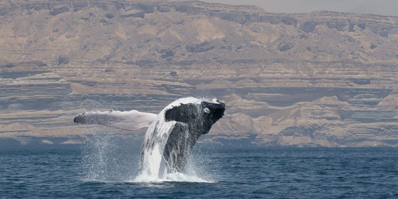 A humpback whale breaches clear of calm blue water, its pale underside and long white pectoral flipper thrown out sideways and water streaming off its dark back, with the layered tan cliffs of the Omani coast rising behind it.