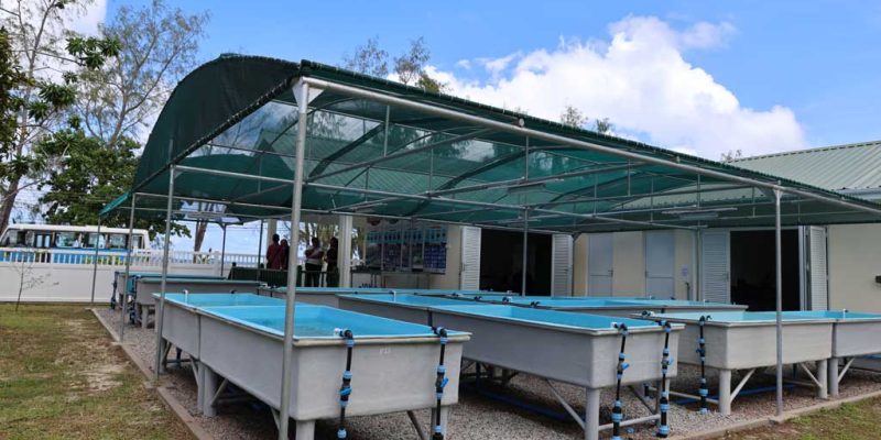 A row of shallow rectangular coral raceway tanks on metal frames stands under a green shade canopy beside a low white building.