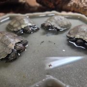 Four hatchling Asian giant tortoises sit in a shallow dish of water, each one small enough to fit in a hand, with pale grey-brown domed shells and darker heads and legs, against a background of bark and leaf litter.