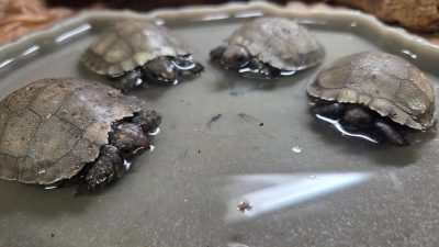 Four hatchling Asian giant tortoises sit in a shallow dish of water, each one small enough to fit in a hand, with pale grey-brown domed shells and darker heads and legs, against a background of bark and leaf litter.