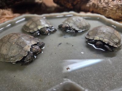 Four hatchling Asian giant tortoises sit in a shallow dish of water, each one small enough to fit in a hand, with pale grey-brown domed shells and darker heads and legs, against a background of bark and leaf litter.