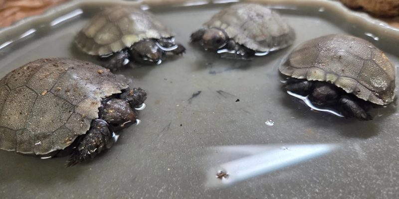 Four hatchling Asian giant tortoises sit in a shallow dish of water, each one small enough to fit in a hand, with pale grey-brown domed shells and darker heads and legs, against a background of bark and leaf litter.
