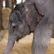 An Asian elephant calf stands in a straw-bedded barn, her trunk lowered and one ear turned toward the camera.