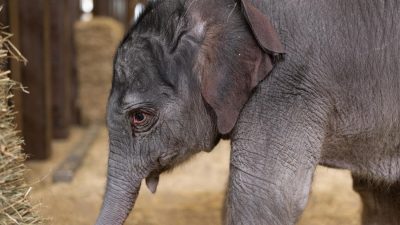 An Asian elephant calf stands in a straw-bedded barn, her trunk lowered and one ear turned toward the camera.