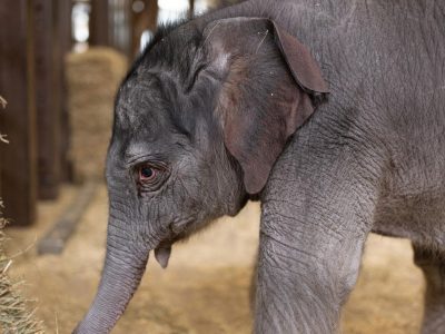 An Asian elephant calf stands in a straw-bedded barn, her trunk lowered and one ear turned toward the camera.