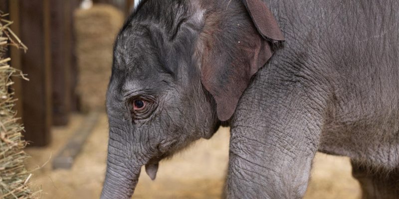 An Asian elephant calf stands in a straw-bedded barn, her trunk lowered and one ear turned toward the camera.