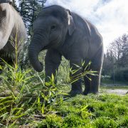 A young Asian elephant walks through grass and cut bamboo in a sunlit yard, with an adult elephant standing behind her.
