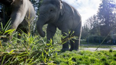 A young Asian elephant walks through grass and cut bamboo in a sunlit yard, with an adult elephant standing behind her.