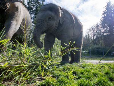 A young Asian elephant walks through grass and cut bamboo in a sunlit yard, with an adult elephant standing behind her.