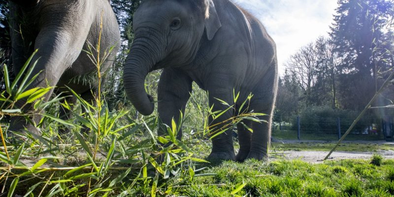 A young Asian elephant walks through grass and cut bamboo in a sunlit yard, with an adult elephant standing behind her.