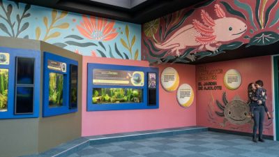 Digital rendering of a gallery painted coral pink and blue with large axolotl murals, planted aquarium tanks along one wall and two guests reading a sign.