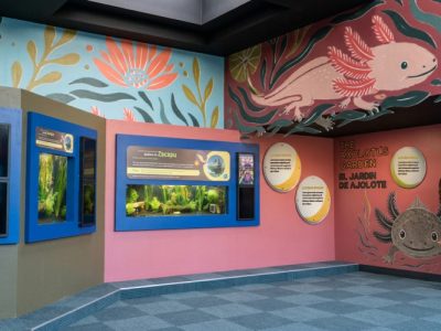 Digital rendering of a gallery painted coral pink and blue with large axolotl murals, planted aquarium tanks along one wall and two guests reading a sign.