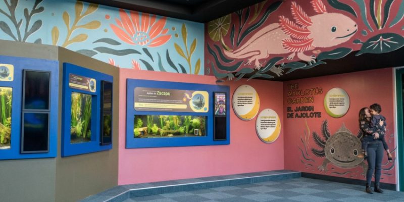 Digital rendering of a gallery painted coral pink and blue with large axolotl murals, planted aquarium tanks along one wall and two guests reading a sign.