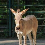 A Somali wild ass foal standing beside adult animals in a sandy enclosure