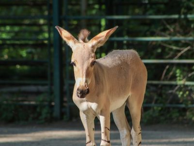 A Somali wild ass foal standing beside adult animals in a sandy enclosure