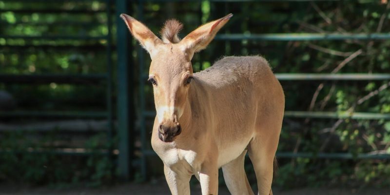 A Somali wild ass foal standing beside adult animals in a sandy enclosure