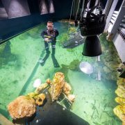 A keeper in a wetsuit and mask standing waist deep in a shallow aquarium of seagrass and rock, with grow lights hanging above