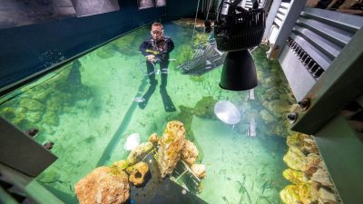 A keeper in a wetsuit and mask standing waist deep in a shallow aquarium of seagrass and rock, with grow lights hanging above