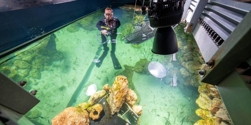 A keeper in a wetsuit and mask standing waist deep in a shallow aquarium of seagrass and rock, with grow lights hanging above