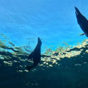 Two sea lions silhouetted against the bright water surface, seen looking upward from inside an underwater tunnel