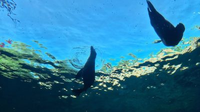Two sea lions silhouetted against the bright water surface, seen looking upward from inside an underwater tunnel