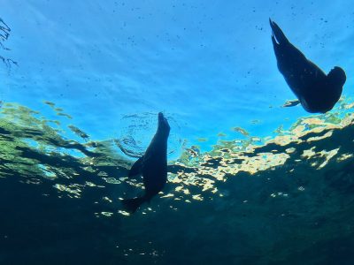 Two sea lions silhouetted against the bright water surface, seen looking upward from inside an underwater tunnel