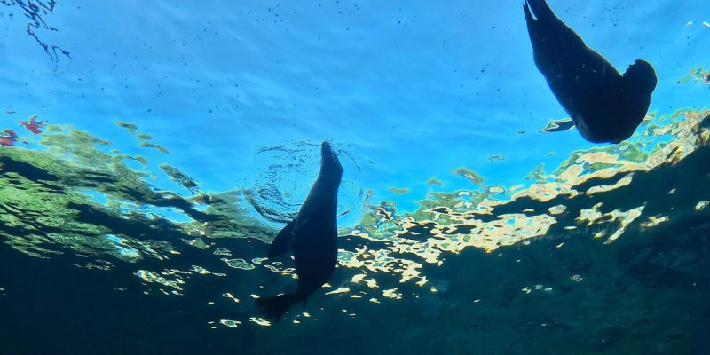 Two sea lions silhouetted against the bright water surface, seen looking upward from inside an underwater tunnel