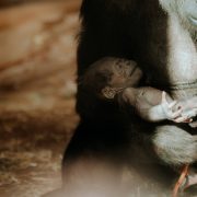 A western lowland gorilla mother cradling her newborn infant against her chest