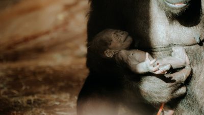 A western lowland gorilla mother cradling her newborn infant against her chest