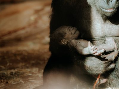 A western lowland gorilla mother cradling her newborn infant against her chest