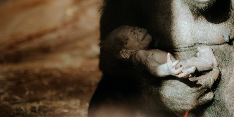 A western lowland gorilla mother cradling her newborn infant against her chest