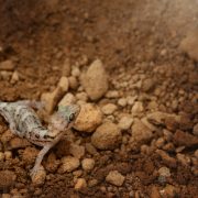 A small lesser night gecko on a rock surface
