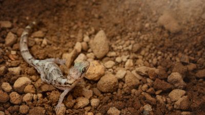 A small lesser night gecko on a rock surface