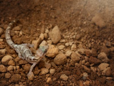 A small lesser night gecko on a rock surface