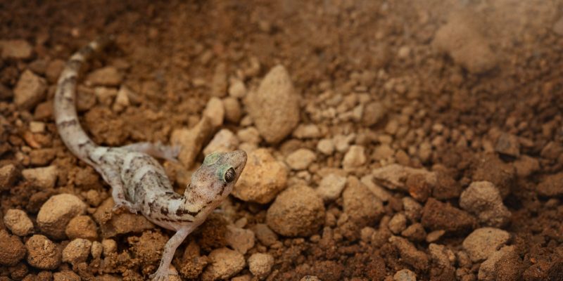 A small lesser night gecko on a rock surface