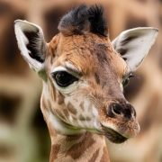 A newborn Nubian giraffe calf standing beside its mother