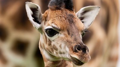 A newborn Nubian giraffe calf standing beside its mother