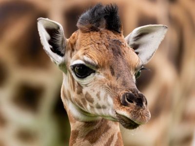 A newborn Nubian giraffe calf standing beside its mother