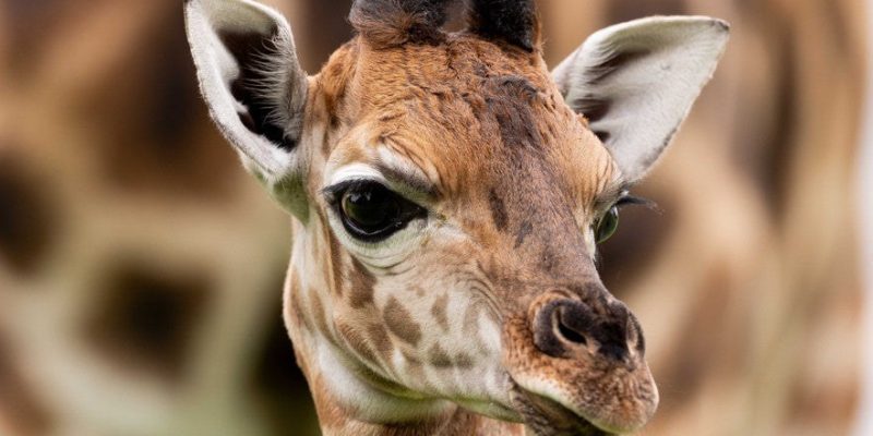 A newborn Nubian giraffe calf standing beside its mother