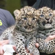 Two young Amur leopard cubs with dense spotted coats lying close together