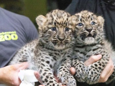Two young Amur leopard cubs with dense spotted coats lying close together