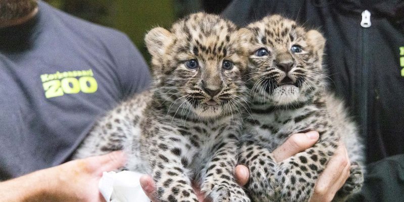 Two young Amur leopard cubs with dense spotted coats lying close together